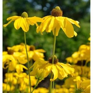 Gelbe Fallschirm Rudbeckia Juligold (Rudbeckia nitida) im Gartenbeet.