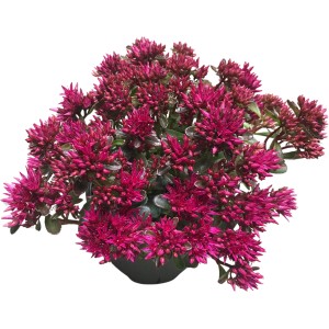 Fettblatt 'Spot on Pink', ca. 20 cm hoch, mit pinkfarbenen Blüten, geeignet für Steingärten.
