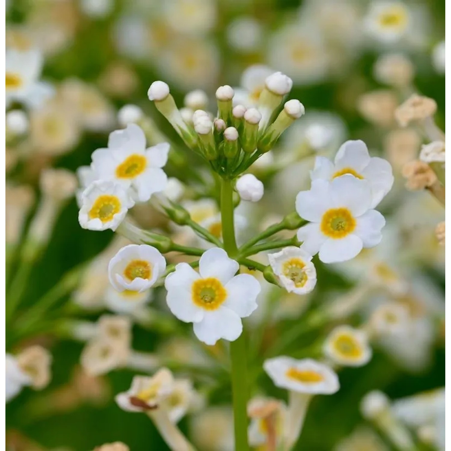 Etagenprimel Alba - Primula japonica