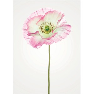 Komar Wandbild Poppy, 30x40 cm: Zarte Mohnblume in Rosa und Weiß auf hellem Hintergrund.