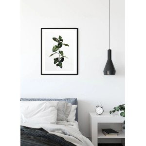 Wandbild Ficus Branch, 40x50 cm, mit einem Ficuszweig im schwarzen Rahmen.
