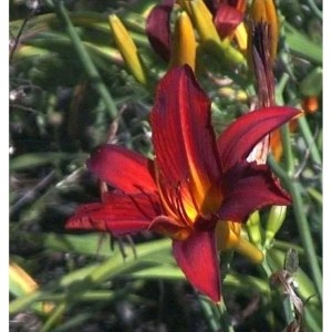 Nahaufnahme einer rot-gelben Taglilie Rajah (Hemerocallis) im Garten.