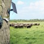 Technaxx TX-290 Überwachungskamera mit Solarmodul am Baum, Schafherde im Hintergrund.