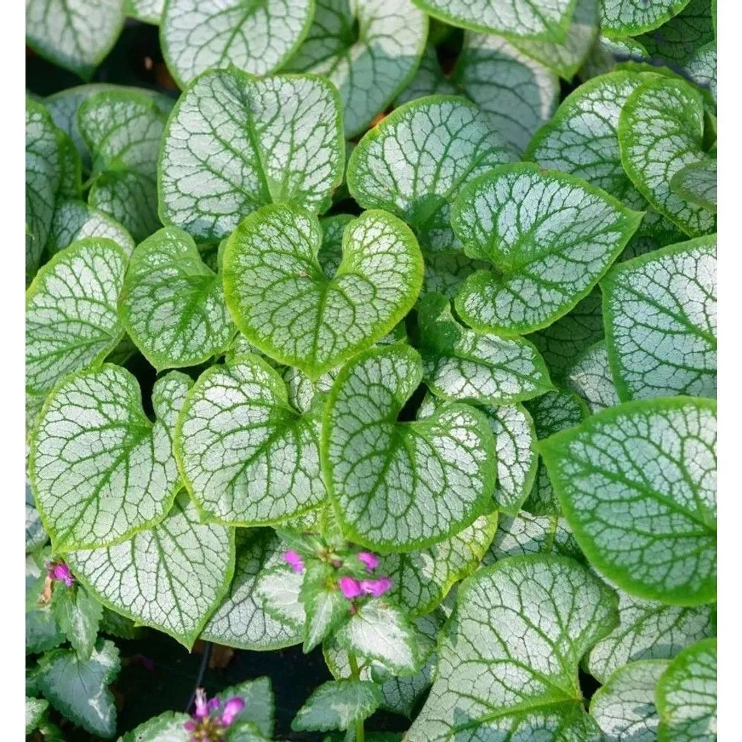 Kaukasus Vergißmeinnicht Silver Wings - Brunnera macrophylla