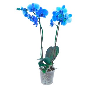 Blaue Schmetterlingsorchidee (Phalaenopsis) mit zwei Trieben im transparenten Topf.