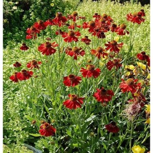 Sonnenbraut 'Moerheim Beauty': Staude mit roten Blüten und grünen Stängeln im Gartenbeet.