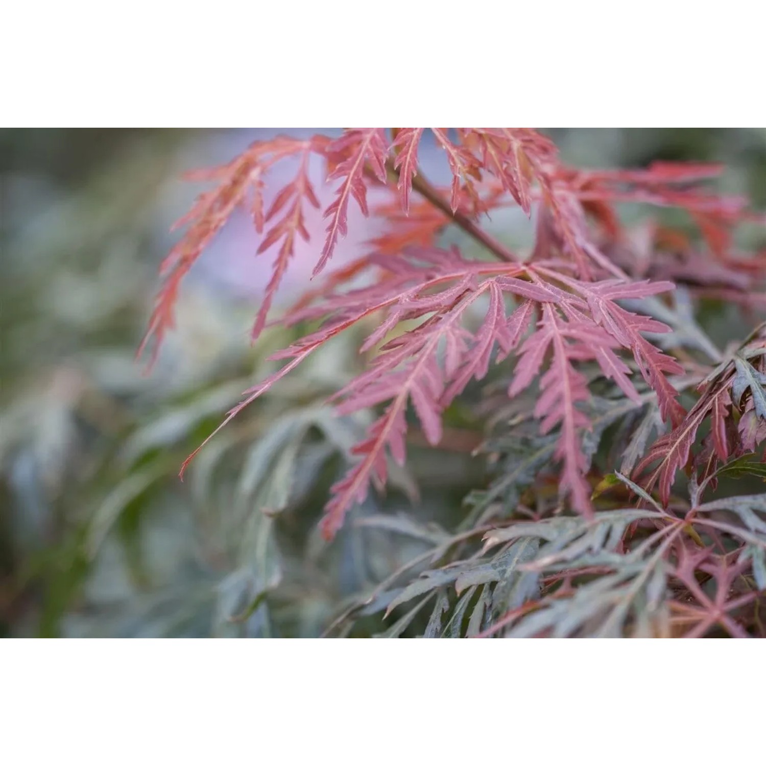 Detailaufnahme: Orange-rote Blätter des Acer Palmatum Dissectum Orangeola (Japanischer Ahorn).
