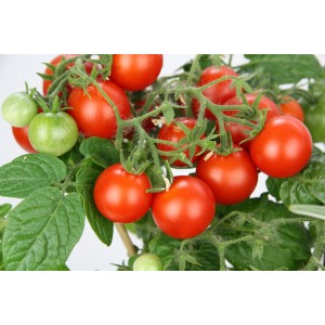 Blu Bio-Cherry-Tomate im Topf mit reifen, roten und unreifen, grünen Tomaten.