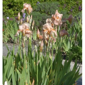 Schwertlilie Blushing Pink - Iris barbata