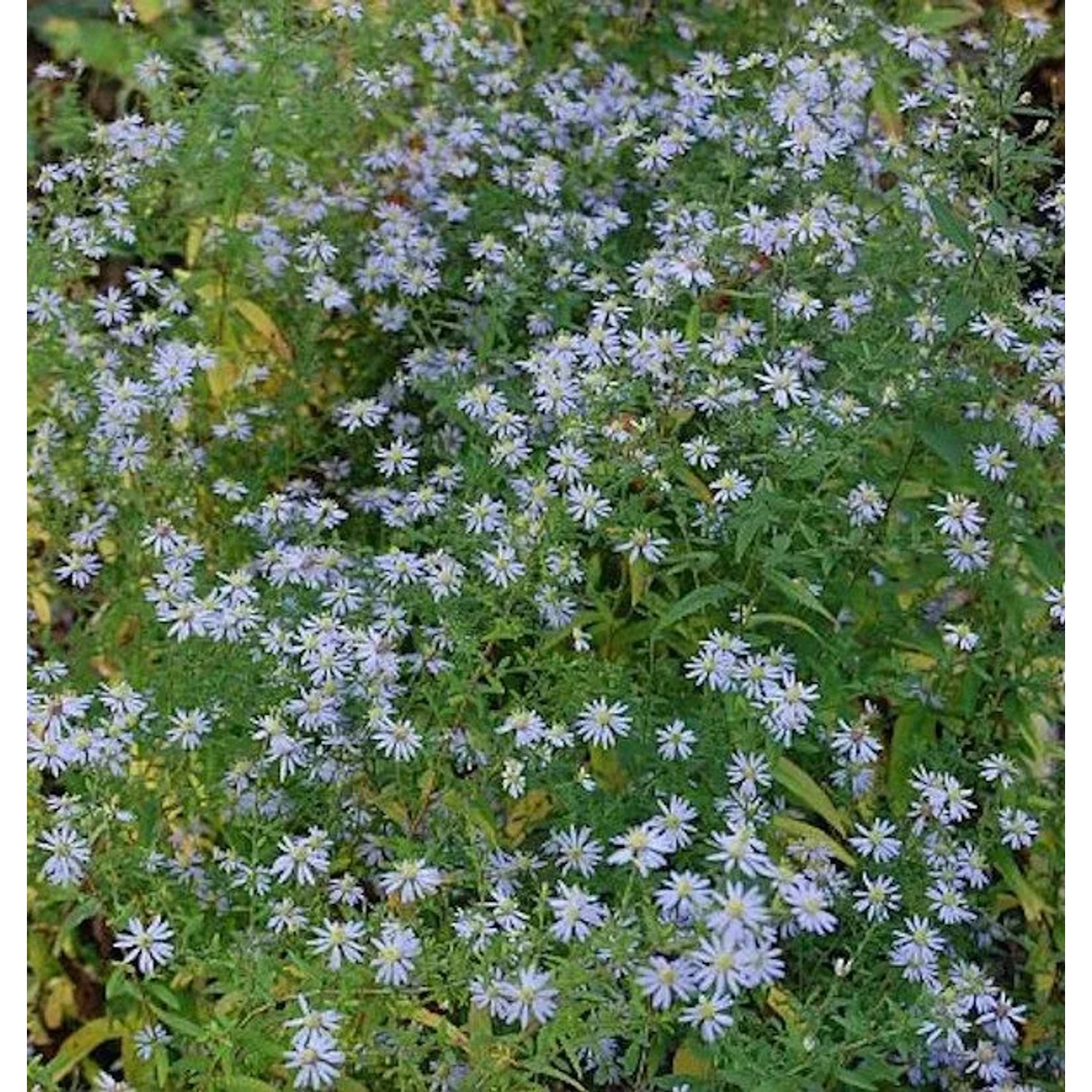 Schleieraster Photograph - Aster cordifolius
