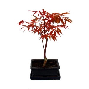 Japanischer Fächerahorn (Acer palmatum) als Outdoor-Bonsai in schwarzer Schale.