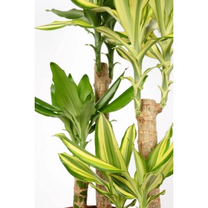 Drachenbaum (Dracaena fragrans) mit grün-gelben Blättern im Topf, ca. 65-75 cm hoch.