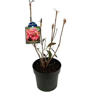 Sommergrüne Azalee Rosenköpfchen im 5 l Topf, ca. 20-40 cm hoch.