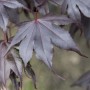 Nahaufnahme des Acer Palmatum Fireglow, ein Japanischer Ahorn mit tiefroten Blättern.