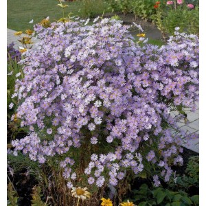 Üppige Myrtenaster Blue Star (Aster ericoides) mit zarten, hellblauen Blüten im Garten.