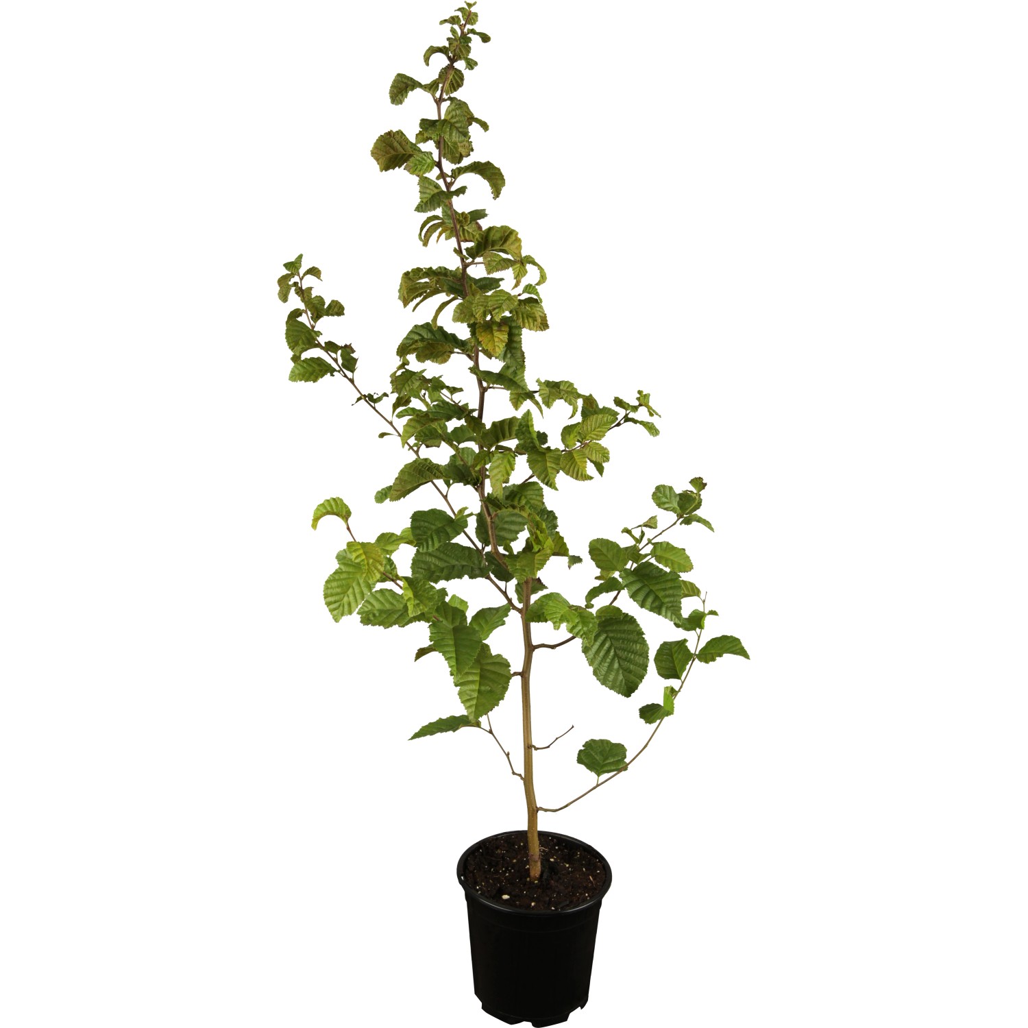 Hainbuche Grün Höhe ca. 60 - 80 cm Topf ca. 2 l Carpinus betulus günstig online kaufen