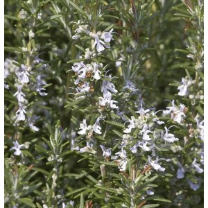 Rosmarin Veitshöchheim - Rosmarinus officinalis