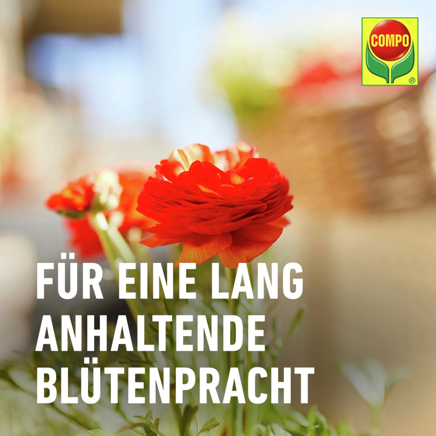 Compo Langzeit Blumendünger für langanhaltende Blütenpracht, 750ml.