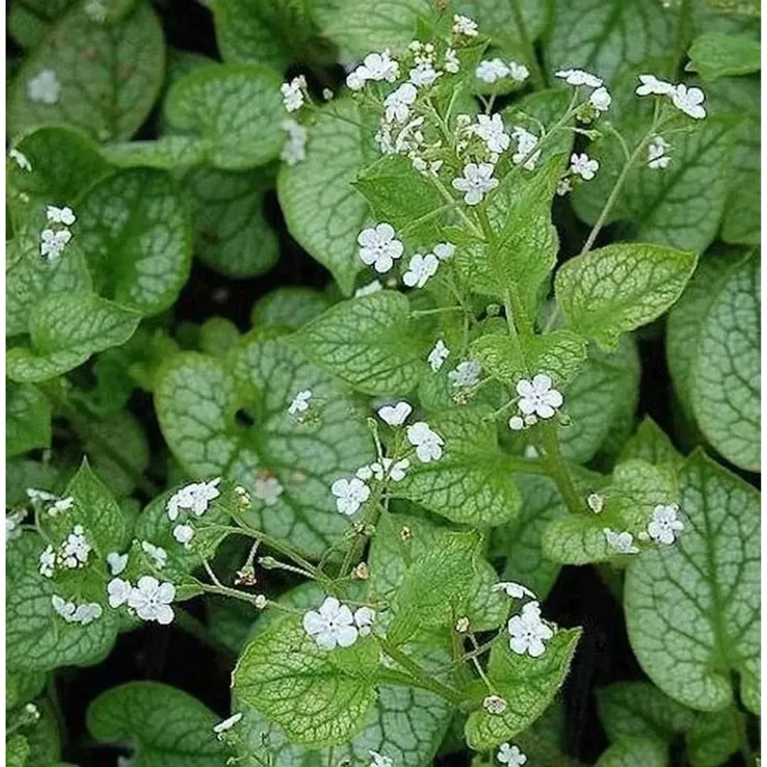 Kaukasus Vergißmeinnicht Mr Morse - Brunnera macrophylla