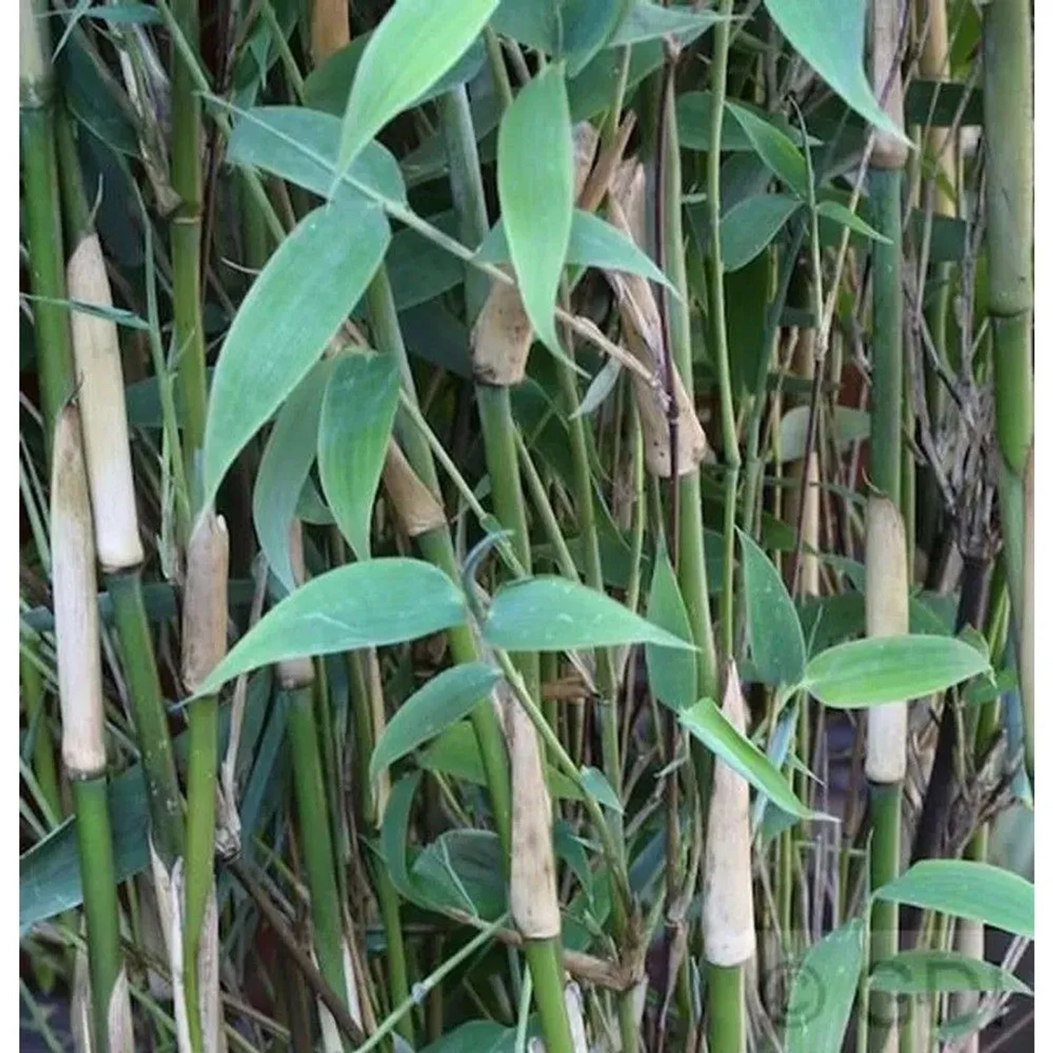 Elfenbeinbambus Ivory Ibis 80-100cm - Fargesia murielae
