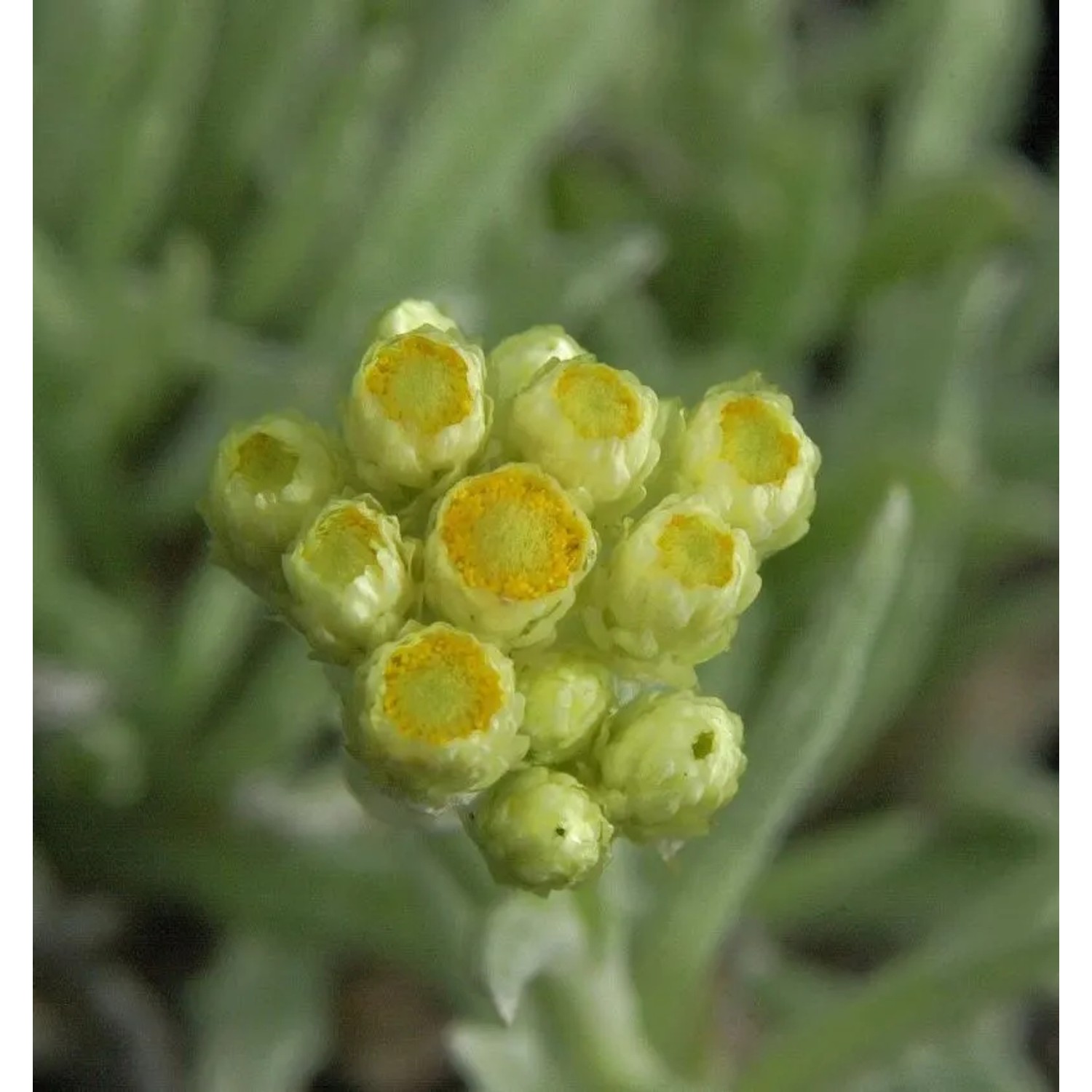 Garten Strohblume Schwefellicht - Helichrysum thianshanicum