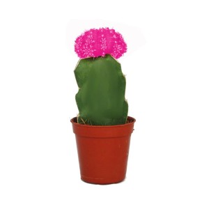 Exotenherz Gymnocalycium Erdbeerkaktus Rosa im 5,5cm Topf.
