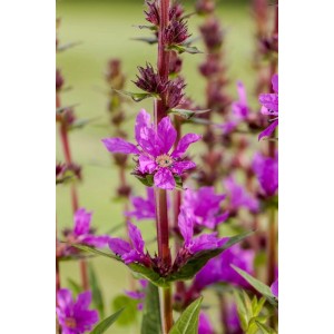 Blutweiderich (Lythrum Salicaria) im 9x9 cm Topf mit purpurroten Blüten.