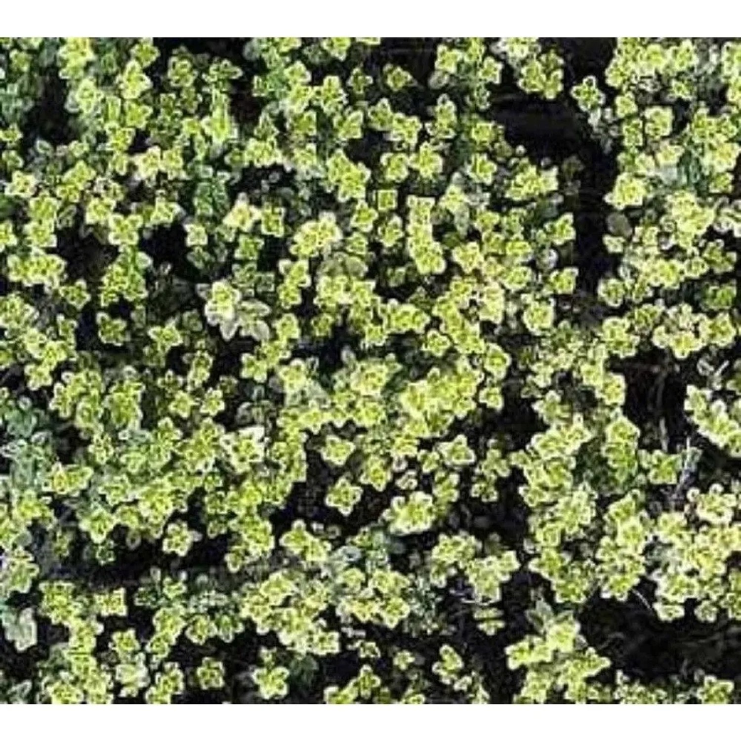 Zitronenthymian Silver Queen - Thymus citriodorus_2