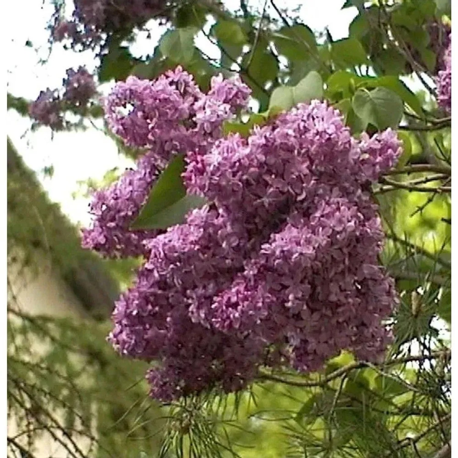 Edelflieder Mrs Eward Harding 40-60cm - Syringa vulgaris