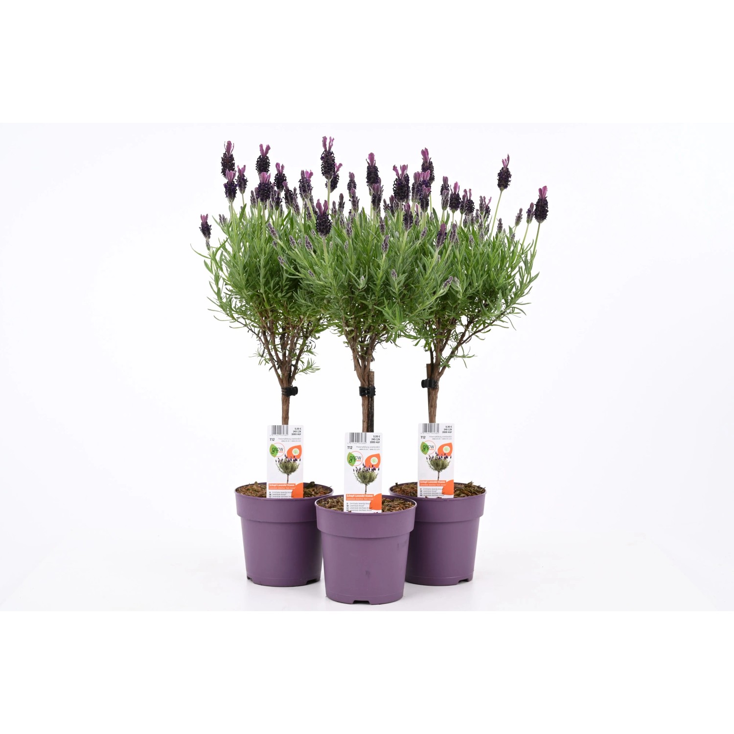 GROW by OBI Lavendel "Anouk" Stämmchen Topf-Ø ca. 12 cm