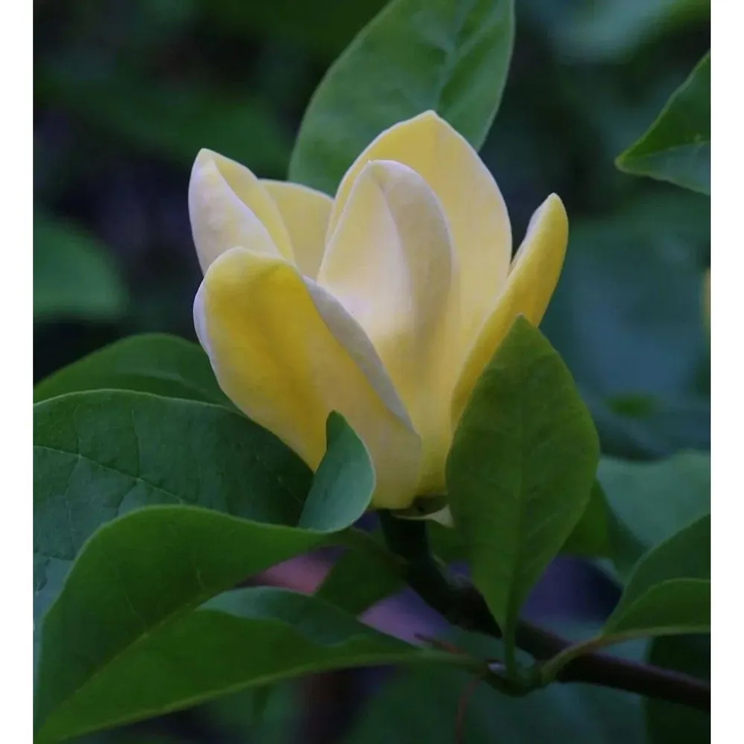 Magnolie Blue Opal 60-80cm - Magnolia acuminata