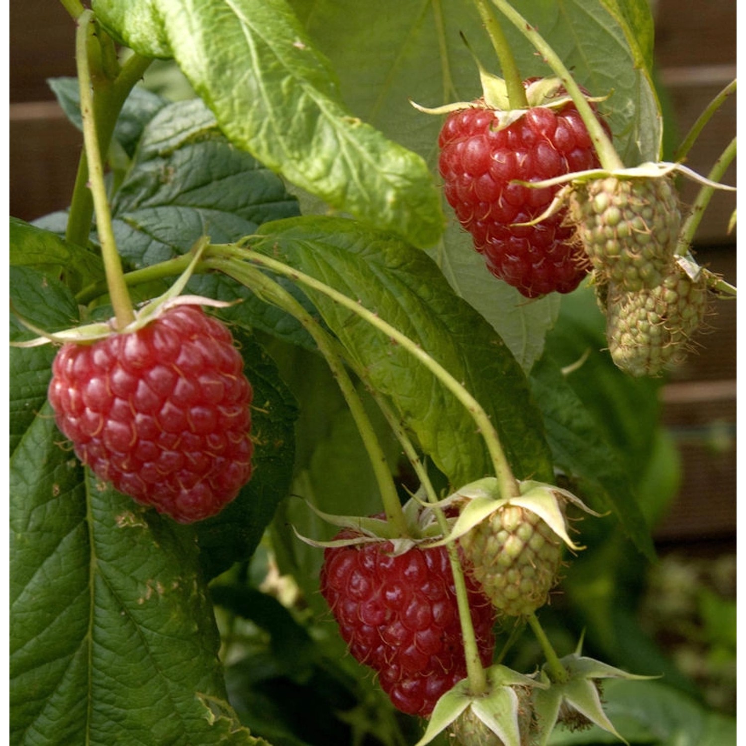 Himbeere Preussen II - Rubus idaeus günstig online kaufen