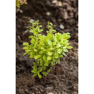 Goldgelbe Berberitze 'Maria' (30-40 cm) als Heckenpflanze im Beet.