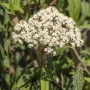 Immergrüner Schneeball Viburnum Rhytidophyllum mit weißen Blüten und runzeligen Blättern.