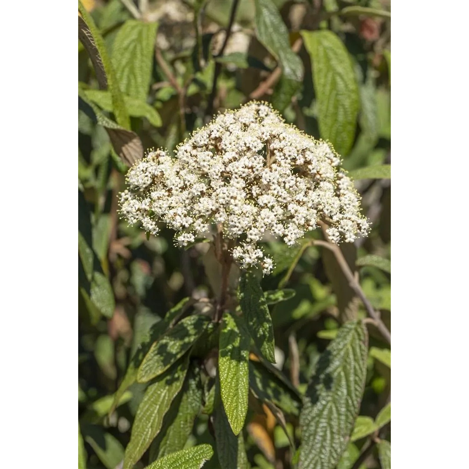 Immergrüner Schneeball Viburnum Rhytidophyllum mit weißen Blüten und runzeligen Blättern.