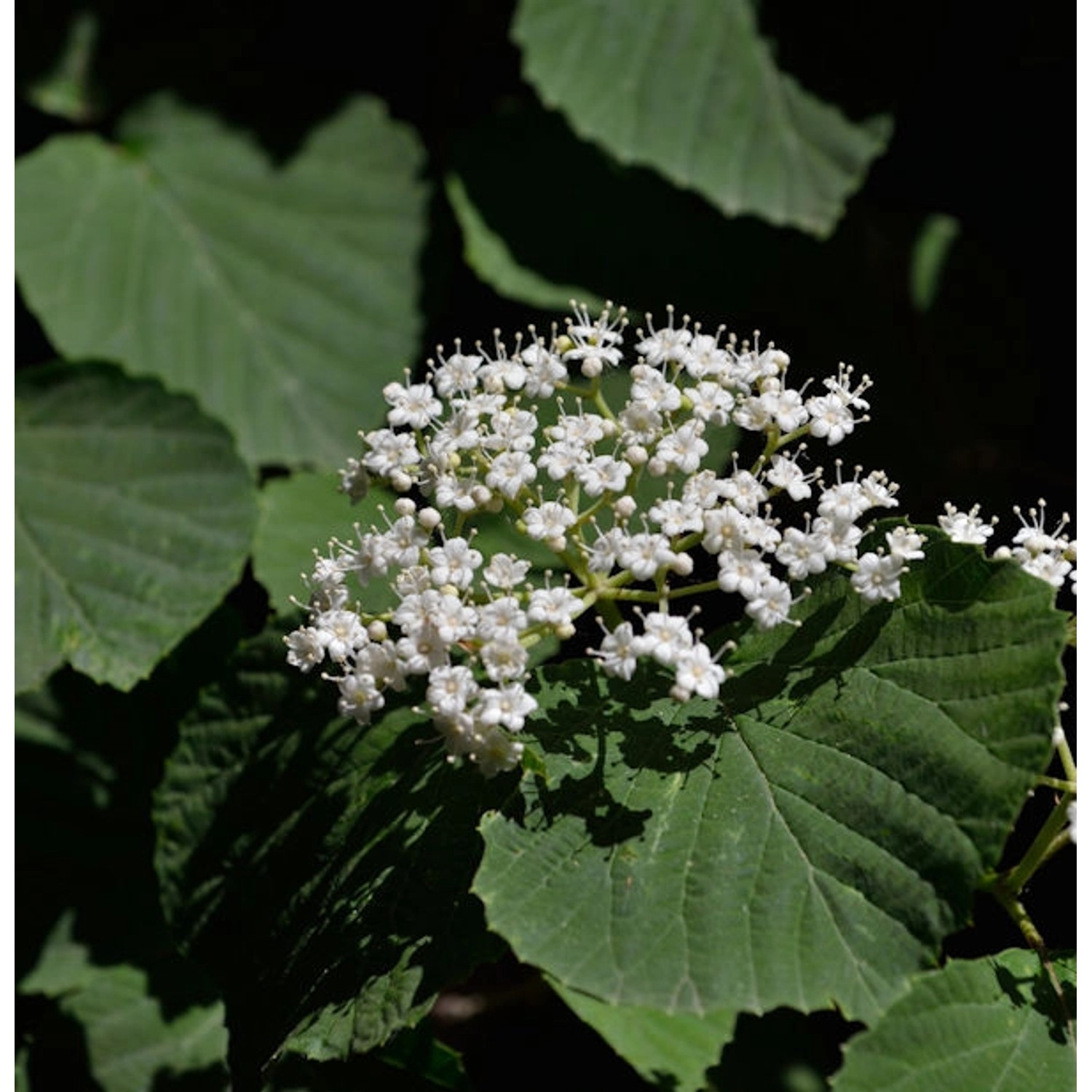 Breitdoldiger Schneeball Cardinal Candy 60-80cm - Viburnum dilatatum günstig online kaufen