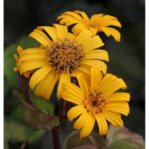 Gelbe Blüten des Kreuzkraut Othello (Ligularia dentata), eine dekorative Staude.
