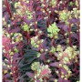 Nahaufnahme der Mandelblättrigen Wolfsmilch Purpurea Staude mit purpurfarbenen Blättern und hellgrünen Blüten.