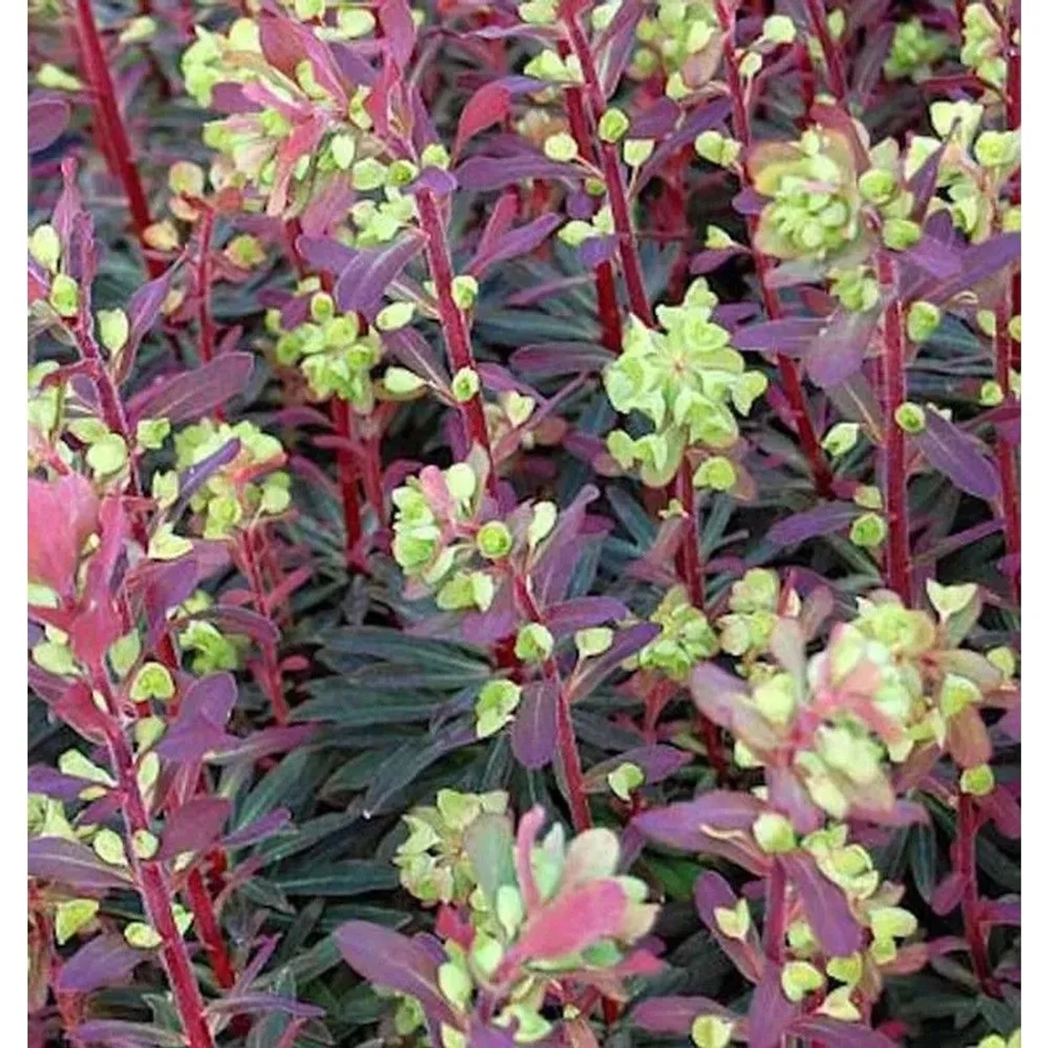 Nahaufnahme der Mandelblättrigen Wolfsmilch Purpurea Staude mit purpurfarbenen Blättern und hellgrünen Blüten.