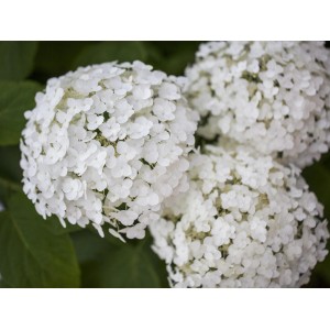 Nahaufnahme der weißen Blütenbälle einer Ballhortensie Strong Annabelle.