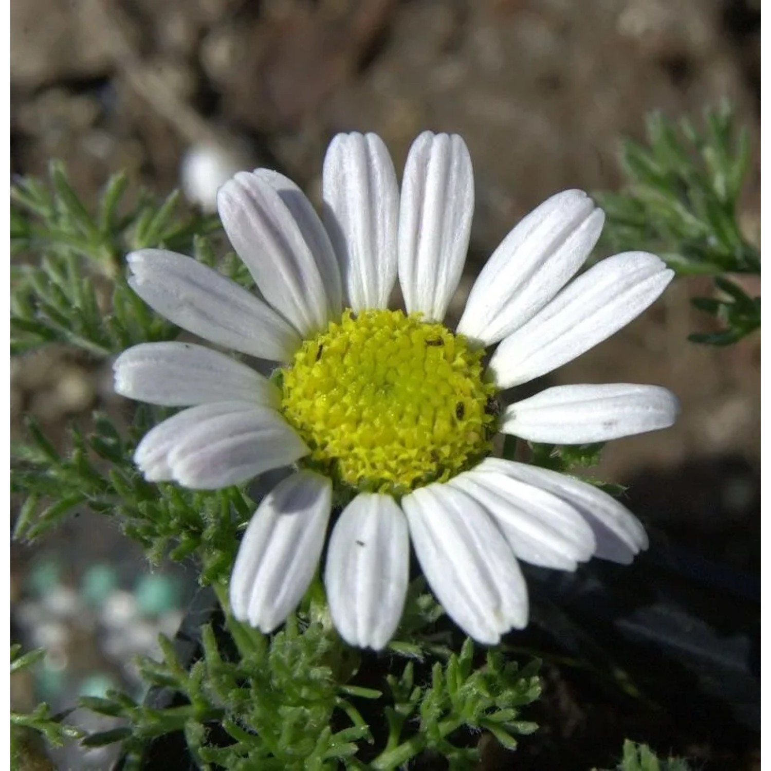 Marokko Kamille Silberkissen - Anacyclus depressus