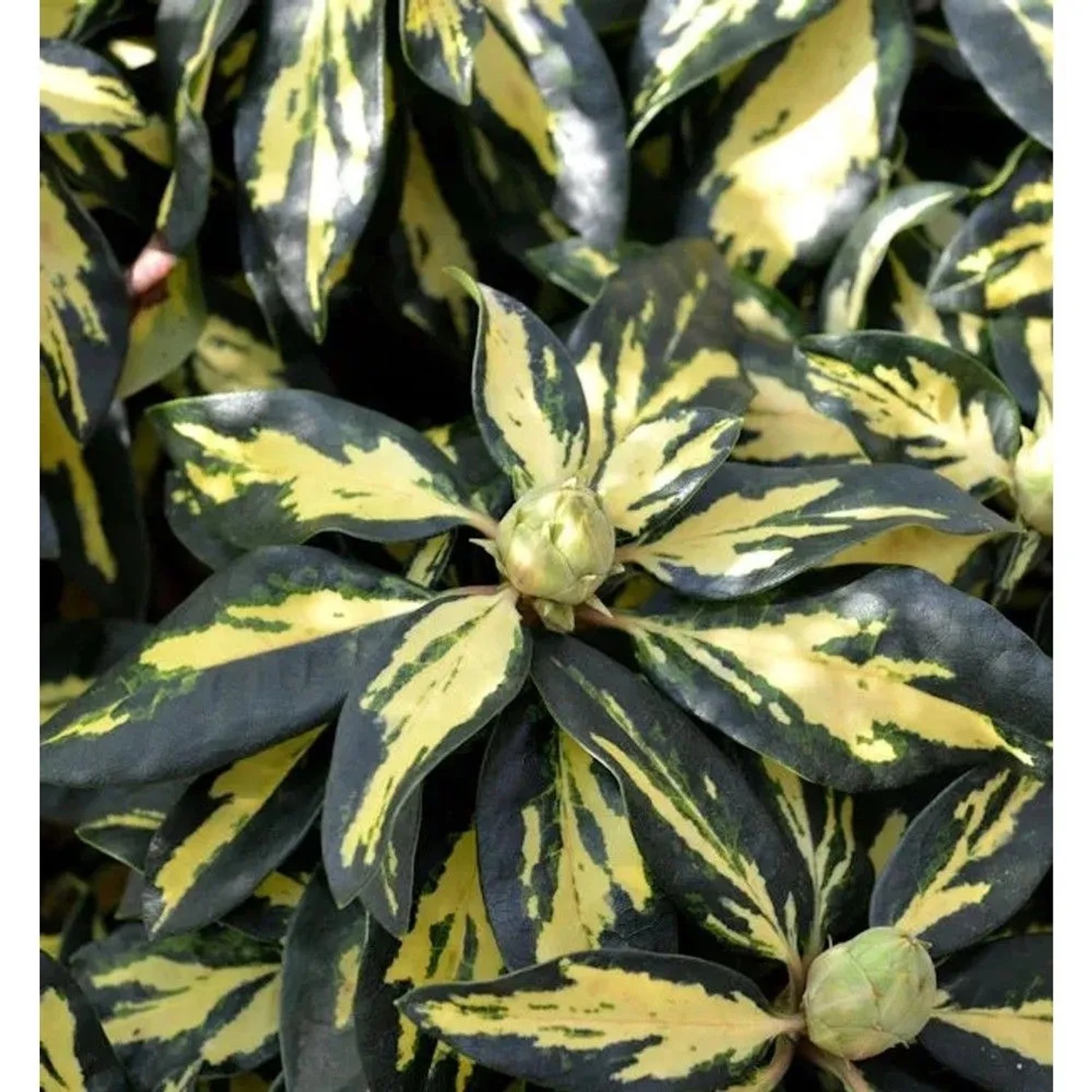 Großblumige Rhododendron Blattgold 25-30cm - Alpenrose