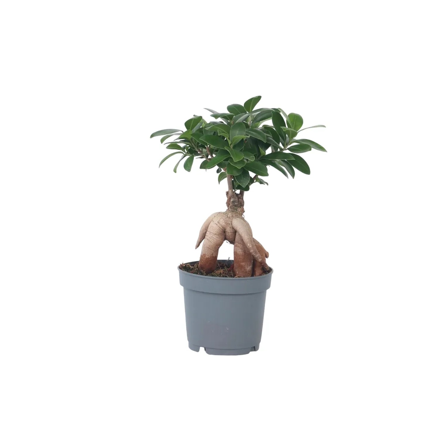 Plant In A Box Bonsaibaum Ficus Microcarpa Höhe 30cm Ø12 Grün