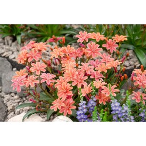 Lewisia Longipetala Little Plum Staude mit rosa Blüten im 9x9 cm Topf.