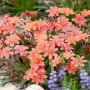 Lewisia Longipetala Little Plum Staude mit rosa Blüten im 9x9 cm Topf.