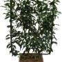 Portugiesischer Kirschlorbeer Angustifolia, ca. 90cm hoch im Topf mit Rankhilfe.