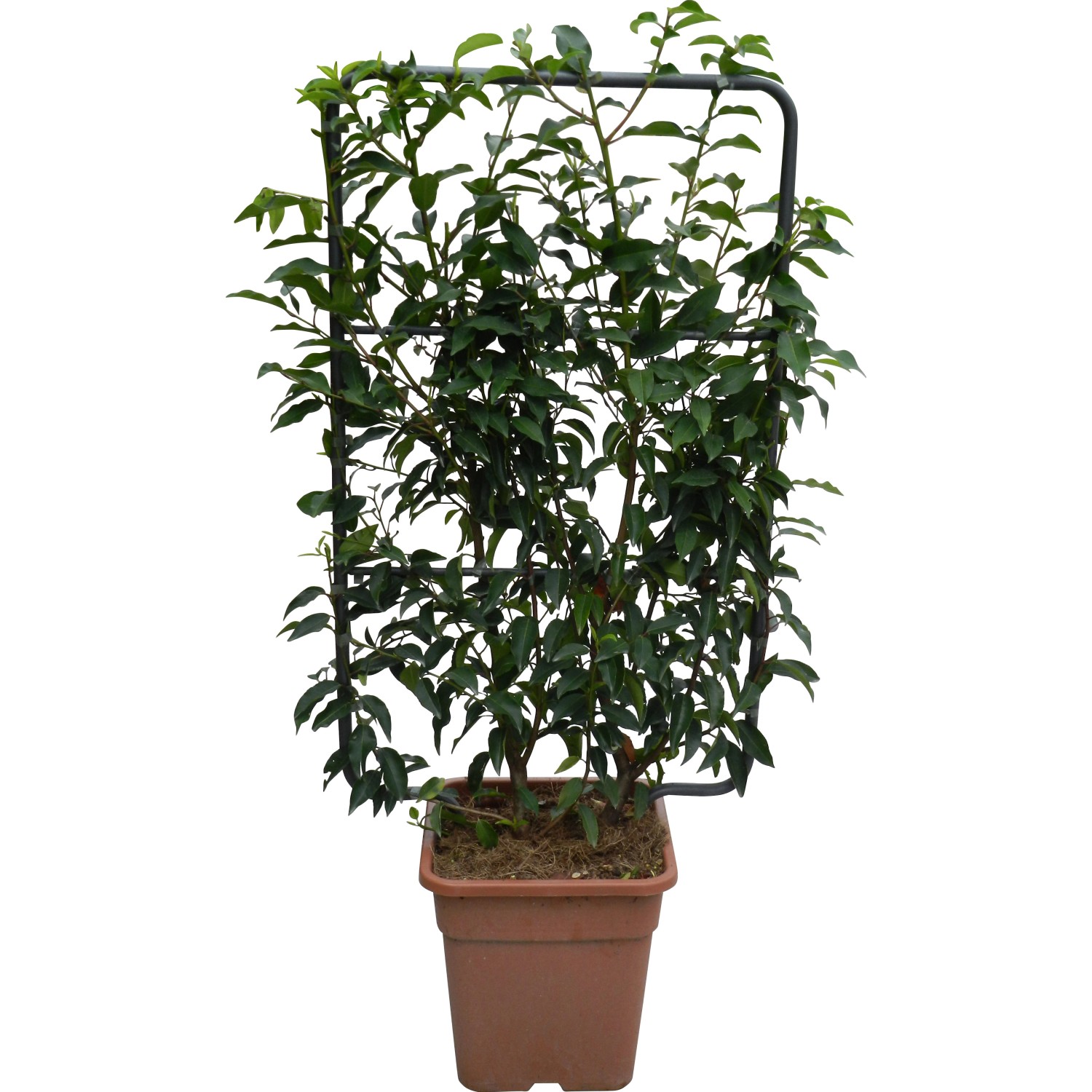 OBI Portugiesischer Kirschlorbeer "Angustifolia" Höhe ca. 90 cm Topf ca