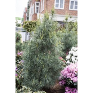 Himalaya-Kiefer 'Densa Hill', 80-100 cm, mit blaugrünen Nadeln im Garten.