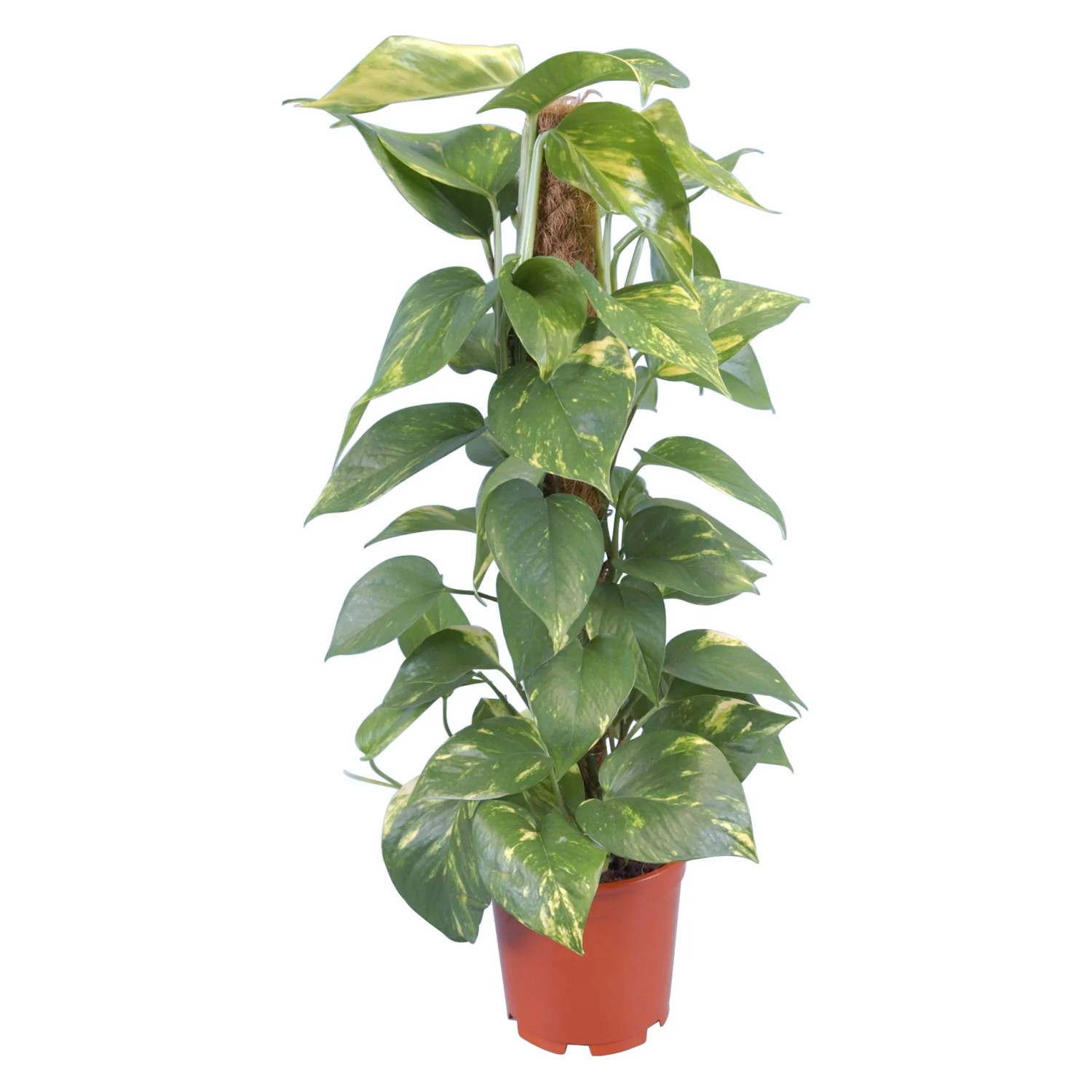 Efeutute 'Aureum' am Moosstab im Topf, eine rankende Zimmerpflanze mit grün-gelben Blättern.