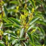 Detailaufnahme einer Prunus lusitanica Heckenpflanze, 40-60 cm hoch, mit grünen Blättern.